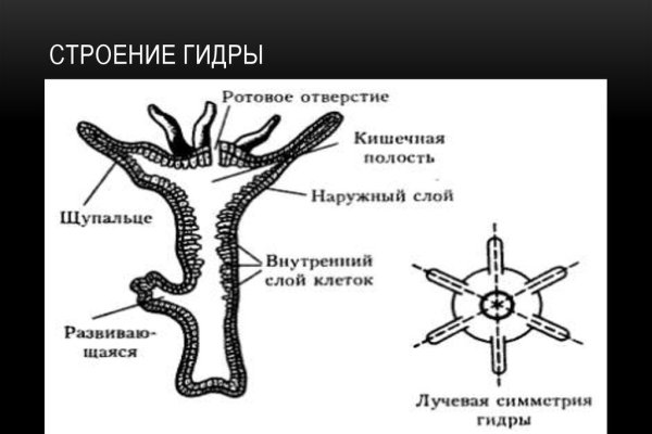 Кракена точка нет